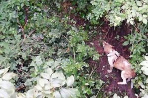 vigili del fuoco cane