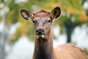 wapiti-5778159_1280