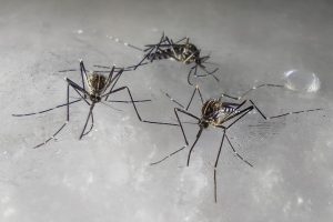 zanzara-coreana-Aedes-koreicus-1
